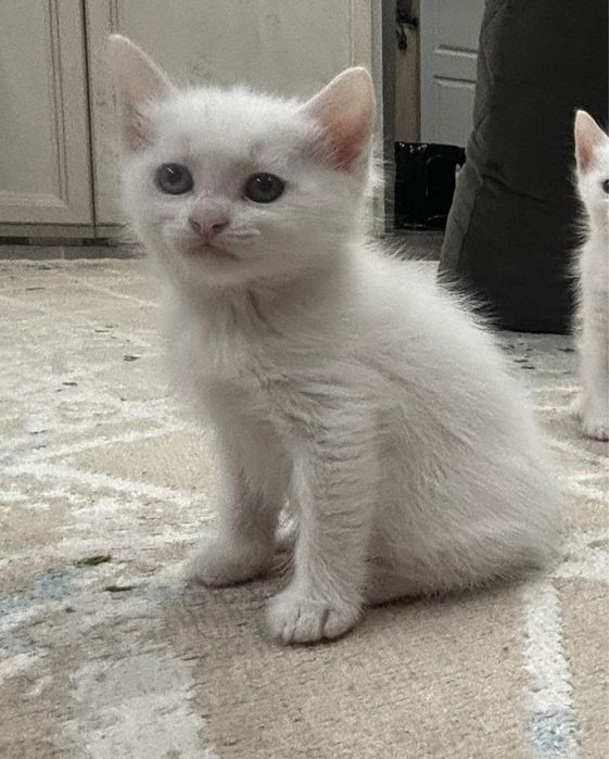 Отдам котят  в добрые руки 5 недель