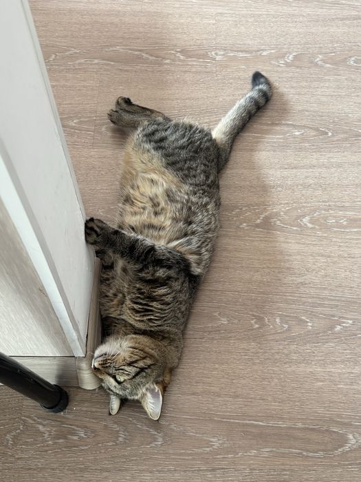 Отдам котэээээээээээээээээээээээээээээээээээээээээээээээээээээээээээээ