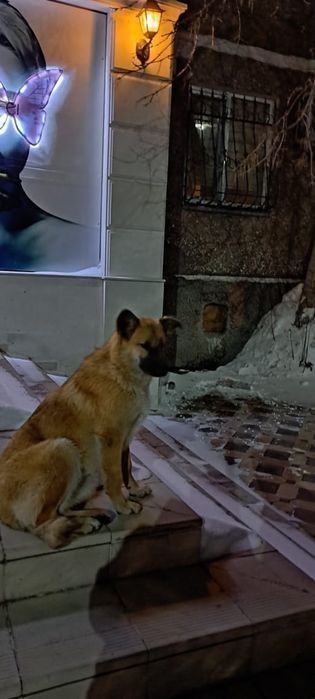 Отдам в добрые руки