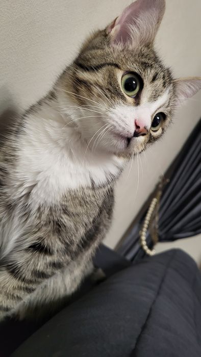 Отдам котика. Очень игровой и умный