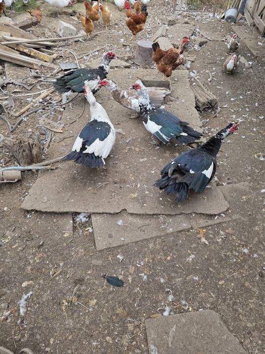 De vânzare gâște,rețe și curcani.