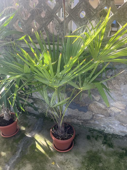 Палма цвете в саксия