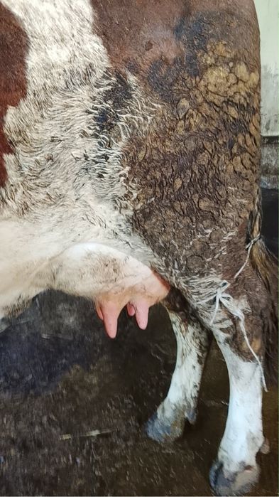 Vaca cu vitea de vanzare