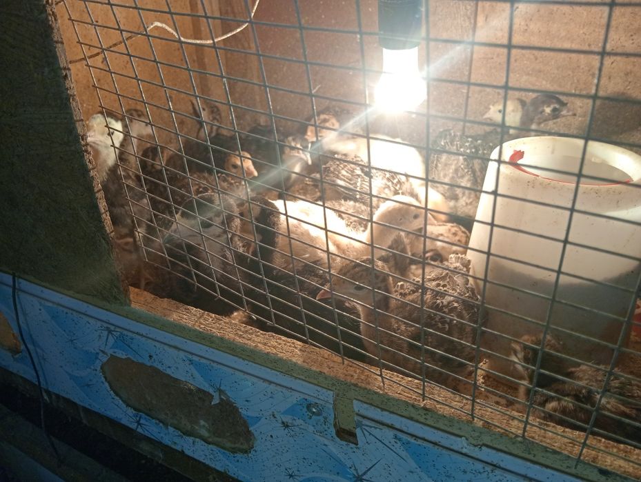 Индюшата гибрид бронза