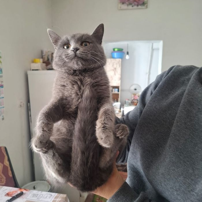 Продам котёнка 3000срочно