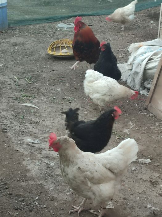 перепелиные и куриные яйца