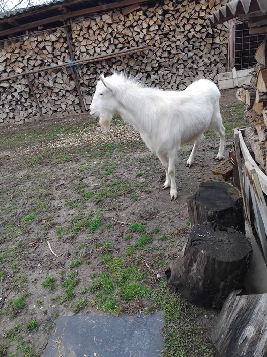 Vind tap sanen de 2 ani