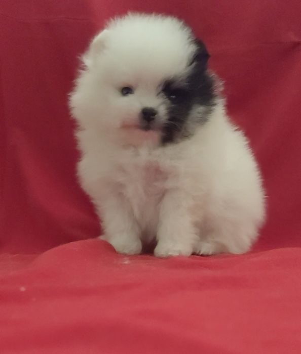 Шпицы разных окрасов