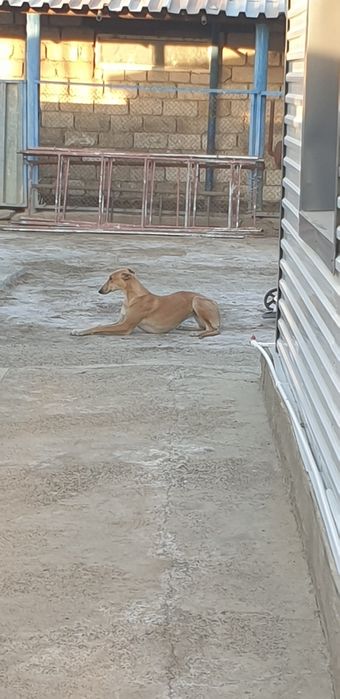 Грейхорд ұрғашы.