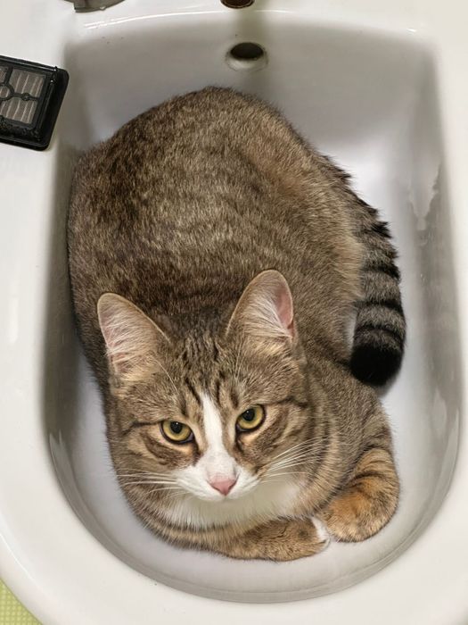 Отдам кота в хорошие руки