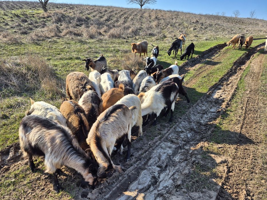 Capre fătate și depuse