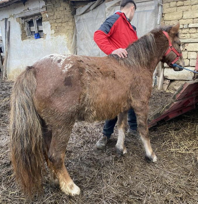 Vand poneita 5 ani gestantâ !