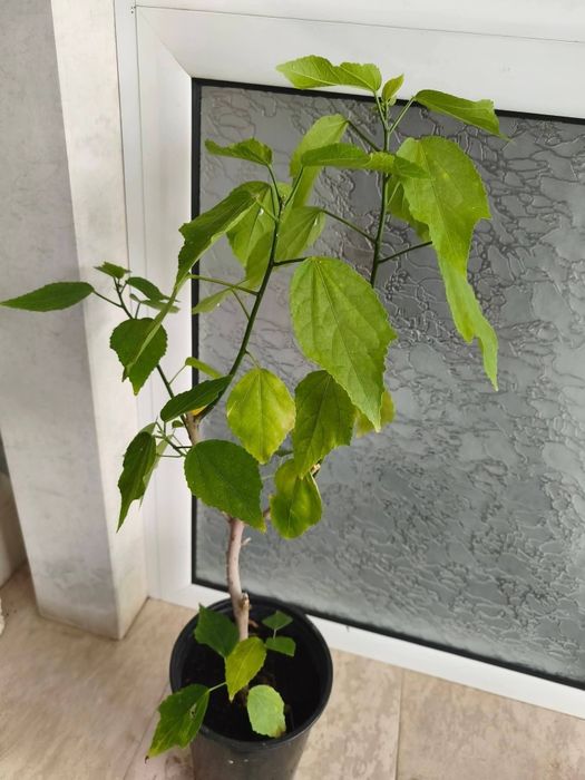 Хибискус Hibiscus malvaviscus