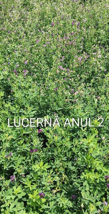 Sămânță de lucernă