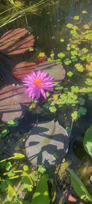 Продавам водни лилии и растения.