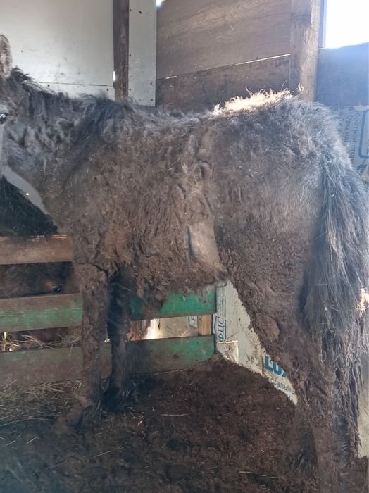 Тай Құнан сатылады