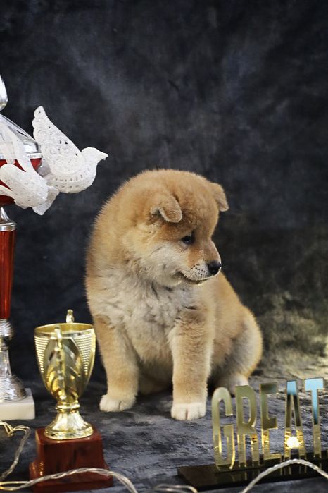 Щенки Сиба Ину (Шаба)