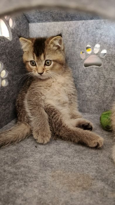 Продаются котята шиншиллы