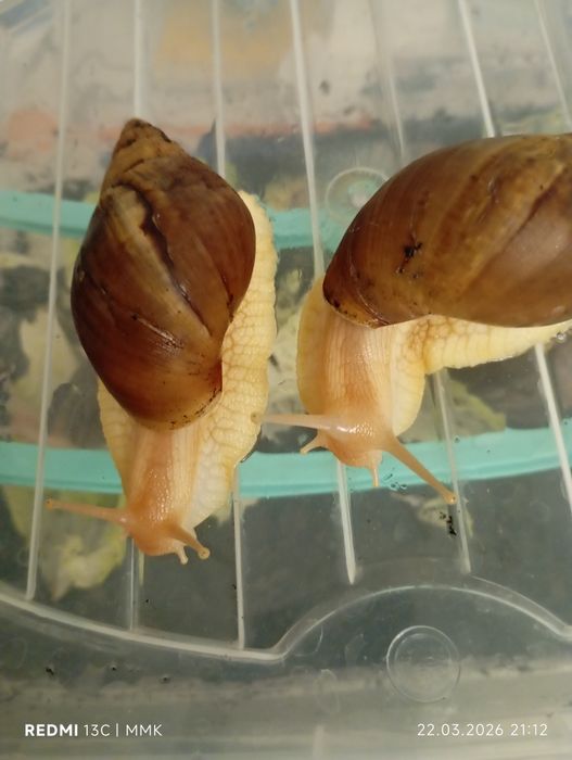 Продам улиток ахатина 5 шт.