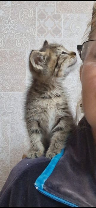 Самые красивые котята