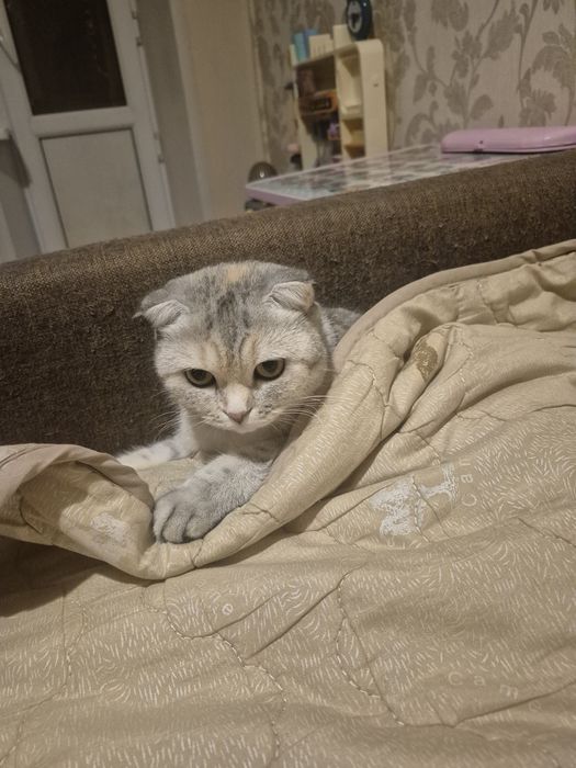 Вязка для кошечки