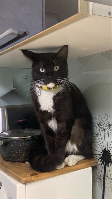 Потерян!!Вознаграждение!!