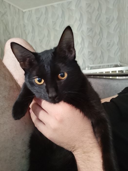 Пропала кошка зовут Лиса