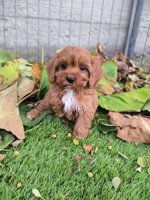 Vand fetita Cavapoo f1 mini