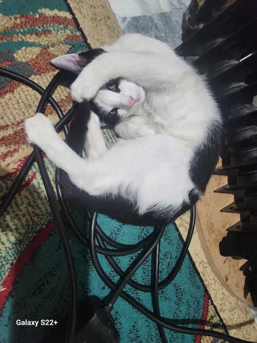 Хадяга мушук берамиз