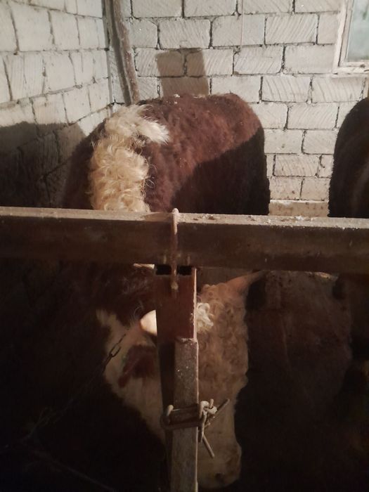 Откорм бұқалар сатылады.