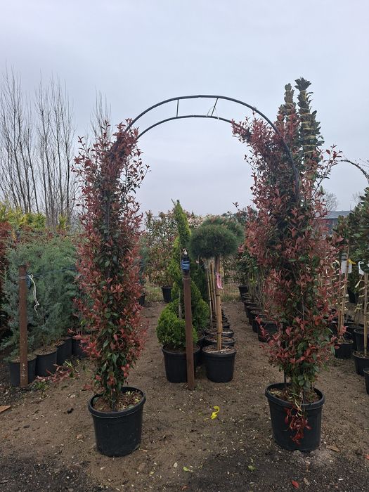 Spalier suport metalic photinia plante terase gard viu