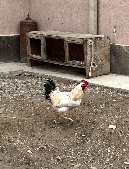 Адлер қораз петух