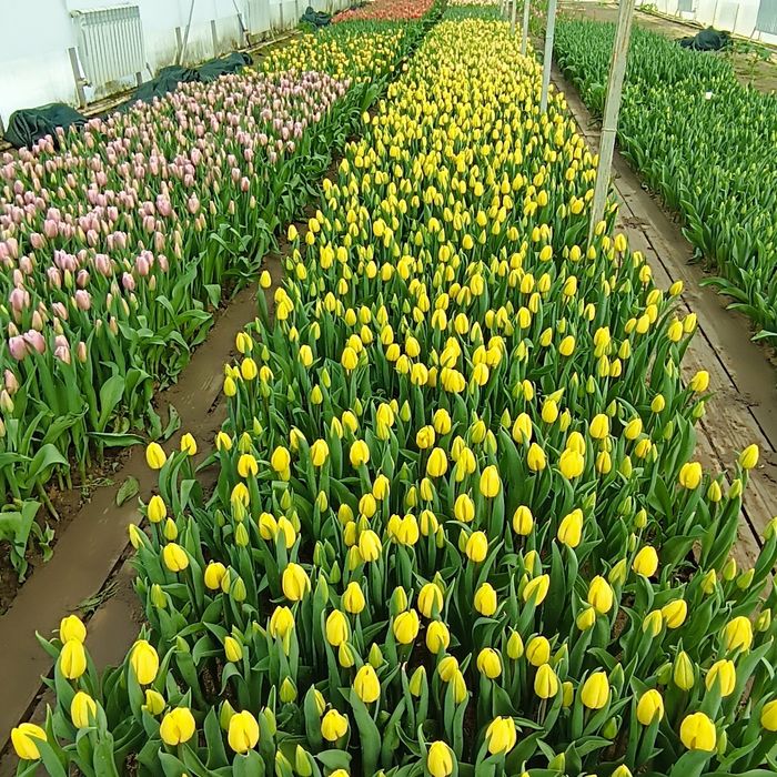 Тюльпаны к 8 марта