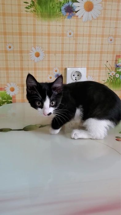 Отдам в добрые руки котенка