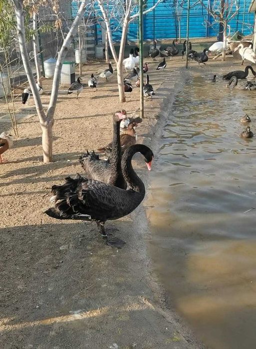 Vând Rațe, lebede, gâște exotice, de ornament