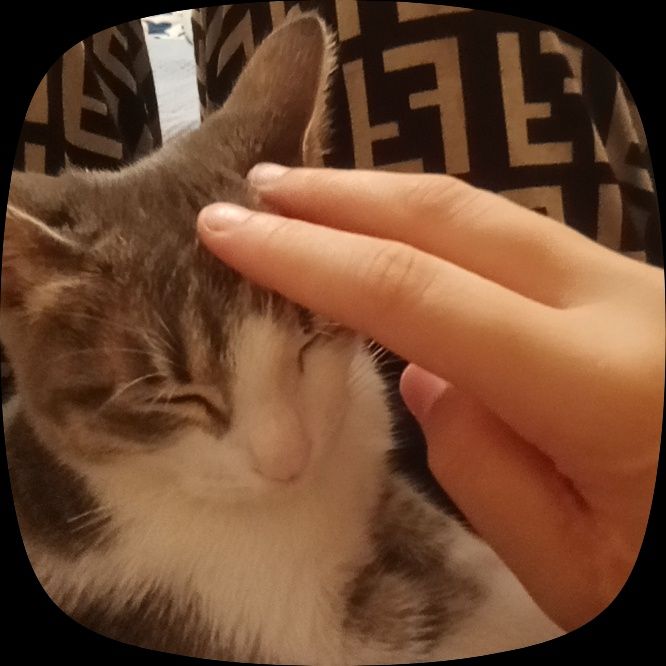 Котик 2 месяца ласковая