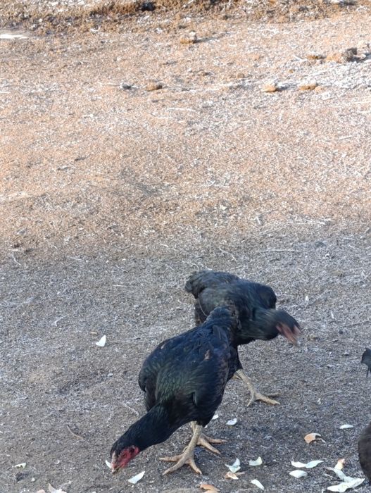 Бойцовые куры 10000тг за шт