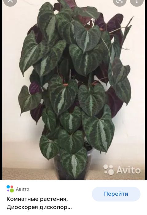 Комнатные растения.