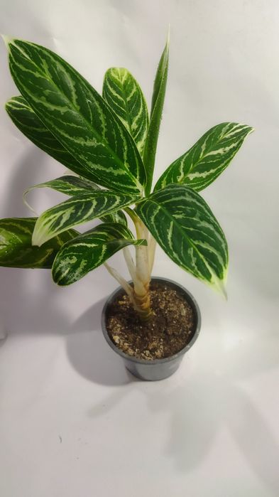 Продам сортовые Аглаонемы