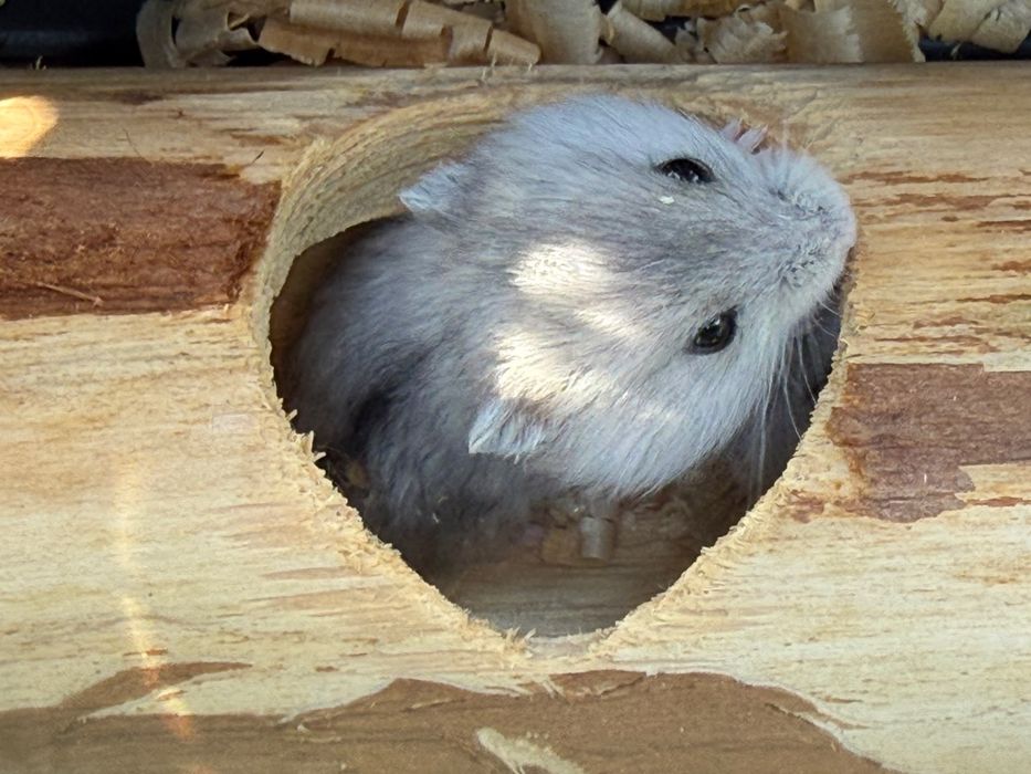 Hamster pitic siberian