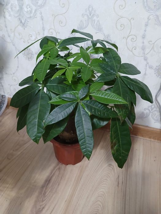 дом сад цветы комнатные