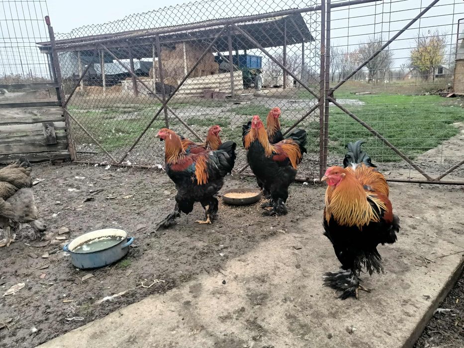 Gâscani cu moț, cocoși brahma potârnichiu