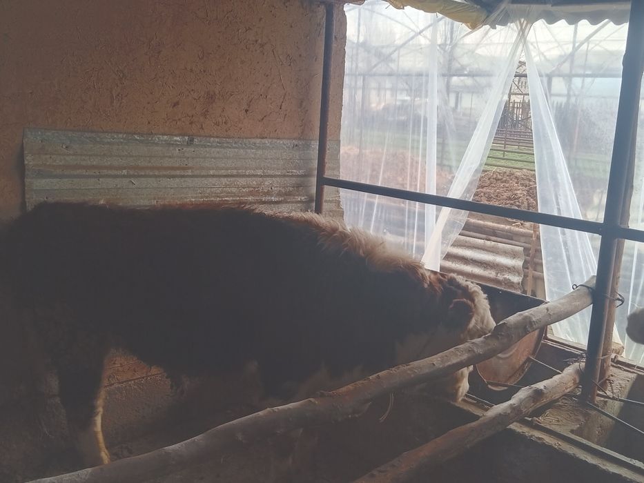 Boqma paroda buqalar smental va grendort narxini telefonda belgilanadi