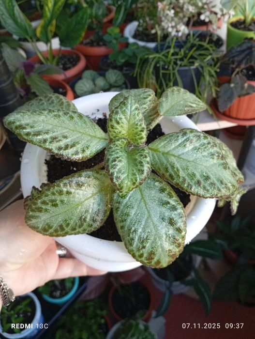 Продам комнатные растения