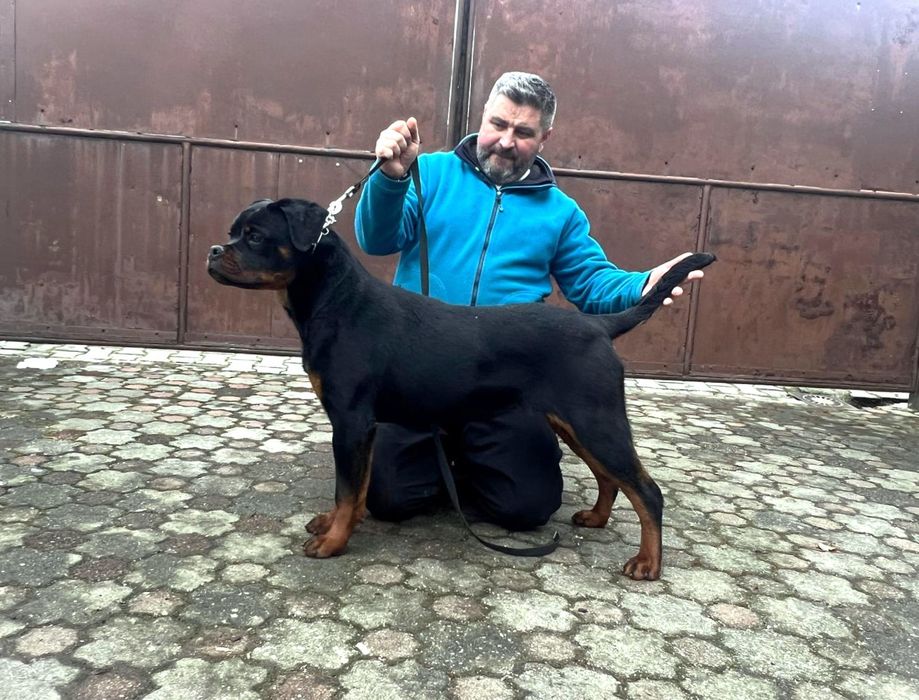 Vand femela Rottweiler cu pedigree