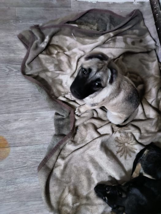 Отдам в хорошие руки щенков