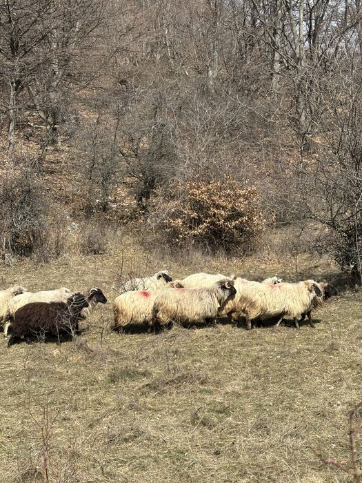 Vand 30 de oi cu lapte