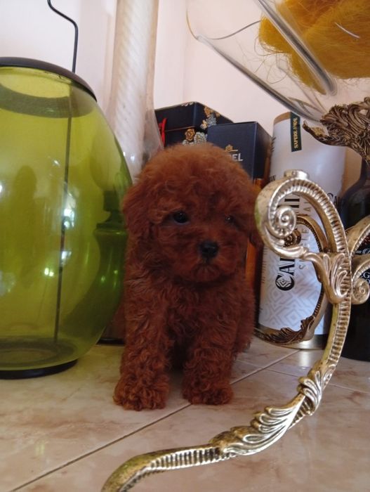 Pudel mini toy Red