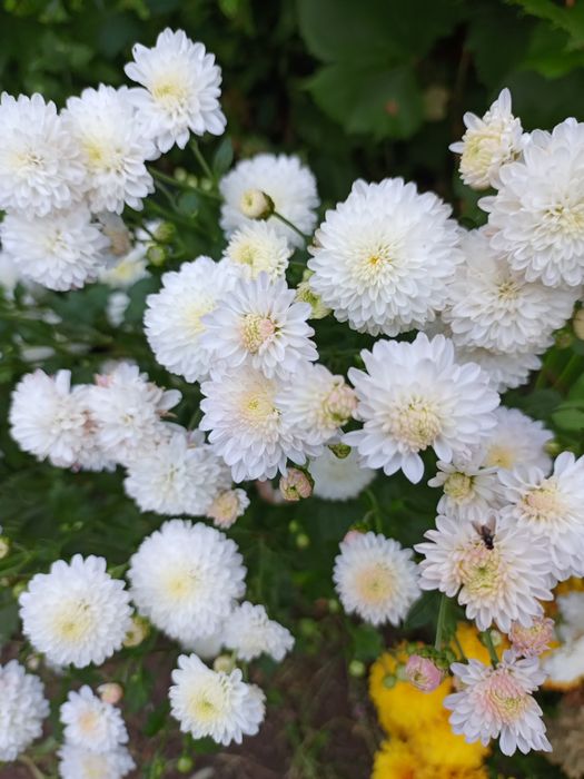 Хризантемы черенки