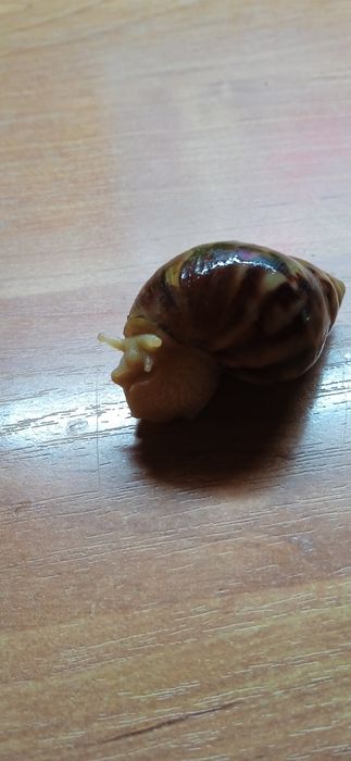 Улиточка ,зовут Василиса